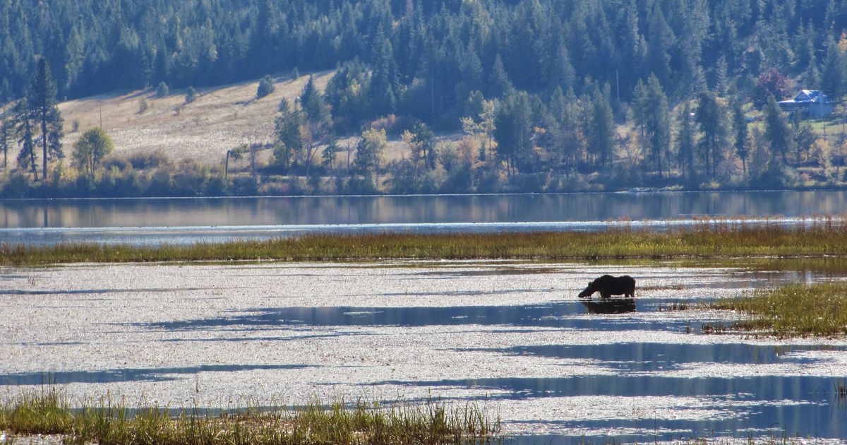 Moose numbers in Idaho are dwindling, but why?