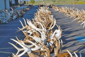 (Courtesy photo by the Utah Division of Wildlife Resources) Antlers from poached animals are on display at the Lee Kay Public Shooting Range in Salt Lake City for DWR's last auction in 2016. Wildlife officials are again auctioning antlers on April 25.