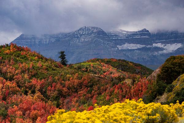 (Rick Egan | The Salt Lake Tribune) Fall colors pop along the Cascade Springs Scenic Backway, on Friday, Sept. 22, 2023.