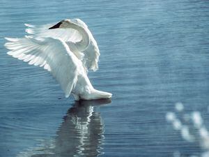 (Tribune file photo) A trumpeter swan is seen in this 2001 photo.