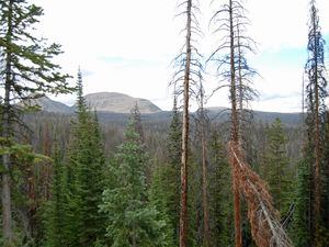 (Brian Maffly | The Salt Lake Tribune) Many of the conifers in the Lake Country of the western Uinta Mountains, pictured in 2016, are standing dead thanks to beetle infestation. Lawmakers say northern Utah’s “overgrown” forests are depleting the state’s water resources and must be thinned in order to rescue the Great Salt Lake.
