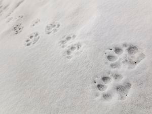 (Jacob W. Frank/National Park Service via AP)

This Jan. 7, 2018, photo released by the National Park Service shows wolf tracks on Fountain Freight road in Yellowstone National Park, Wyo.
