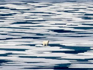 David Goldman | AP) In this Saturday, July 22, 2017, photo, a polar bear stands on the ice in the Franklin Strait in the Canadian Arctic Archipelago. The National Association of Evangelicals has released a sweeping report calling for action against climate change.