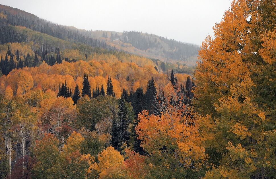 (Al Hartmann | The Salt Lake Tribune) Fall leaves at peak color on the east side of the Abajo Mountains west of Monticello in San Juan County. The area was in Bears Ears National Monument.