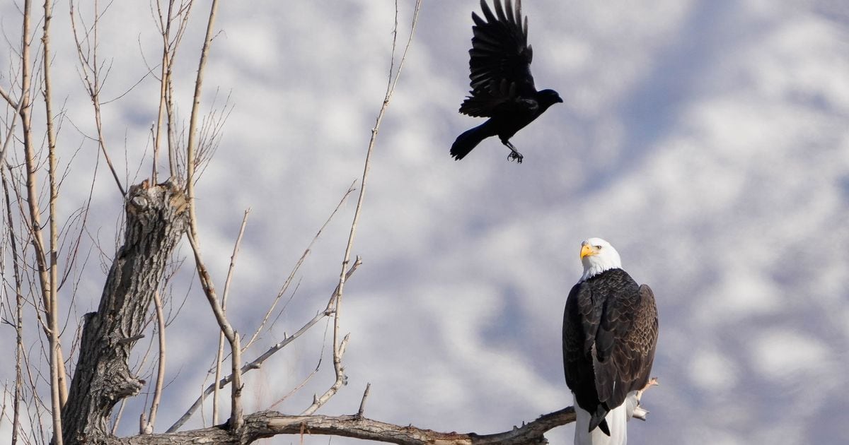 A bald eagle was shot in Cedar City. Now there is a $10,000 reward to find who did it.