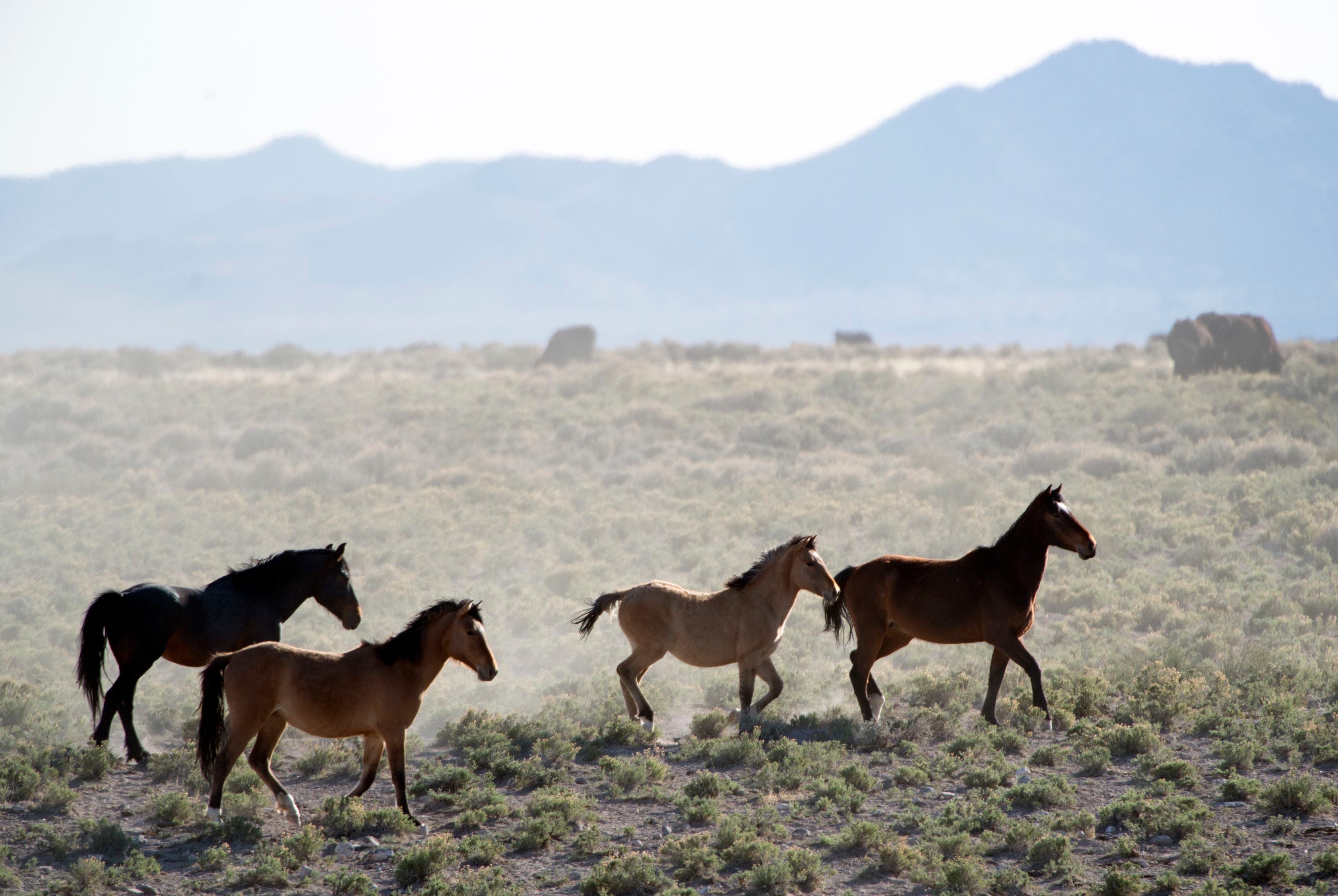 (Rick Egan | The Salt Lake Tribune) Wild horses run free on BLM land northwest of Cedar City in 2014.