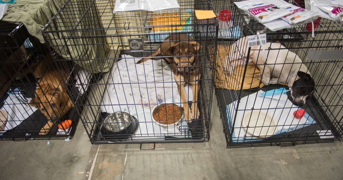 Texas pets prepped for adoption in Utah after hurricane