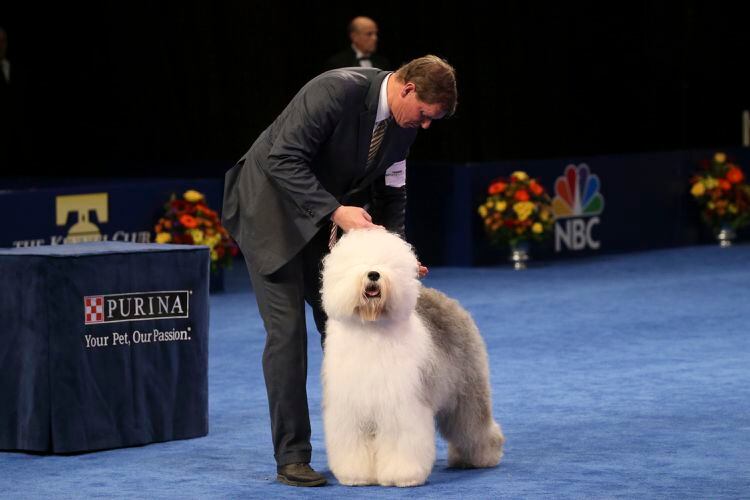 Owner kisses her Old English Sheep Dog named Pippa during the AKC Meet the  Breeds at Piers 92 and 94 in New York, NY, February 9, 2019. The American  Kennel Club (AKC)