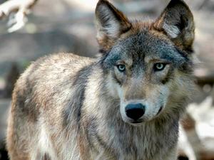 FILE - This July 16, 2004, file photo, shows a gray wolf at the Wildlife Science Center in Forest Lake, Minn. (AP Photo/Dawn Villella, File)