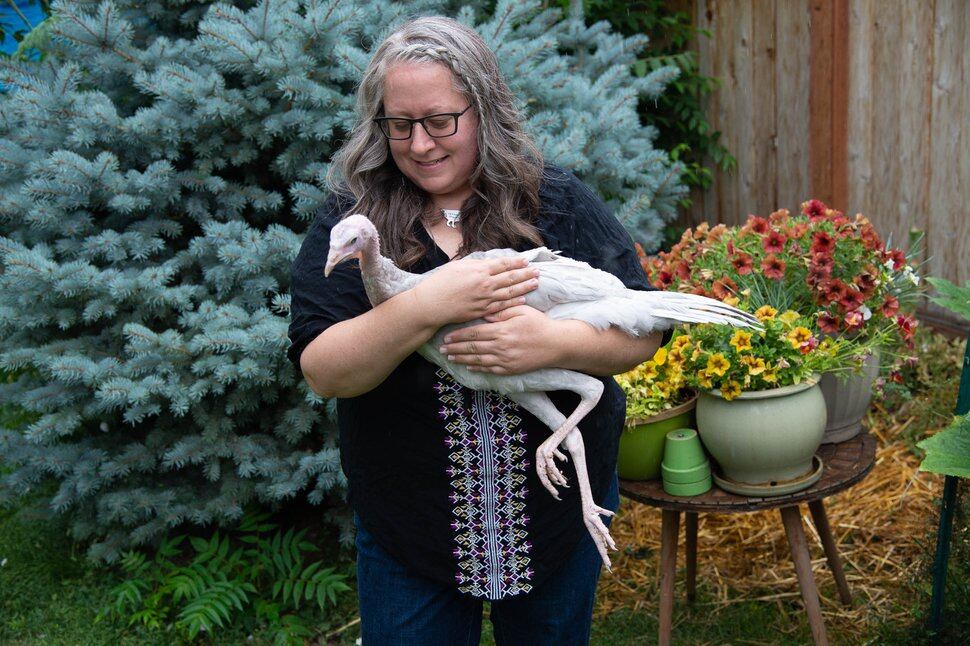 (Francisco Kjolseth | The Salt Lake Tribune) Tiffany Young, a 49-year-old traveling corporate trainer based in Salt Lake City who worked as an independent contractor — until the pandemic shut down air travel and left her unemployed, spends time with the blind turkey, ducks and other birds she rescues and keeps in her backyard. Along with thousands of other Utahns, Young, who also cares for her elderly parents, has received special unemployment benefits since mid-April, including a $600-per-week federal relief check. But she’s worried about her finances once that benefit expires at the end of July.