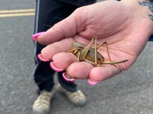 (Claire Rush | The Associated Press) April Aamodt holds a Mormon cricket in her hand in Blalock Canyon near Arlington, Ore. on Friday, June 17, 2022. Aamodt is involved in local outreach for Mormon cricket surveying.