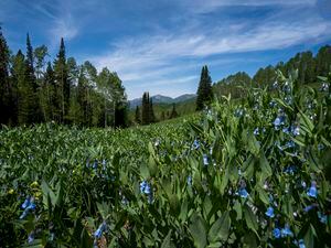 (Rick Egan | Tribune file photo) Wild flowers on the Willow Heights bench hike in Big Cottonwood Canyon.