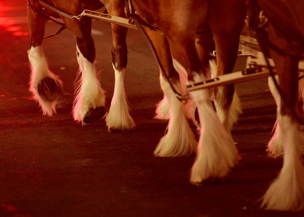 (Francisco Kjolseth | The Salt Lake Tribune) Budweiser’s iconic Clydesdales make a special trip to Utah to celebrate the changing beer laws in the state, joined by a “ghoulish group of pallbearers,” on Wed. Oct. 30, 2019, for a funeral procession for Utah’s last remaining 3.2 percent beer, on their way to Bar X, Beer Bar and Johnny’s on 200 South in Salt Lake City, as the state prepares to start selling 5 percent alcohol-by-volume in grocery and convenience stores starting Friday.