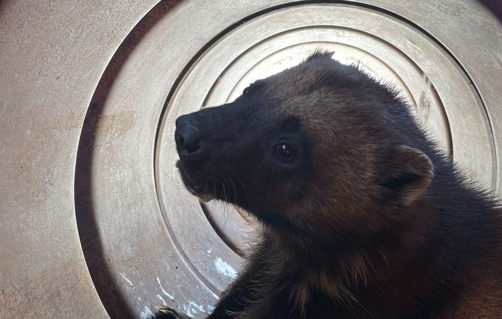 Caught killing sheep in Utah, a wolverine is now the first roaming the  state wearing a GPS collar
