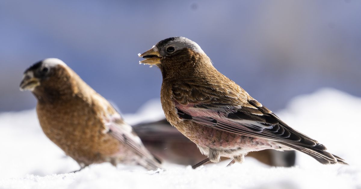 Utah ski resorts attract one of the continent’s most mysterious birds. Here’s how to spot them.