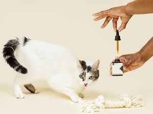 (BATCH, sponsored) The power of CBD for cats: unlocking natural feline wellness.