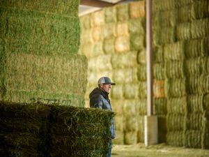 (Trent Nelson | The Salt Lake Tribune) Alfalfa processor Keith Bailey in a barn filled with alfalfa at Bailey Farms International in Ephraim, where bales are compressed for export to Asian dairies, on Thursday, March 2, 2023.