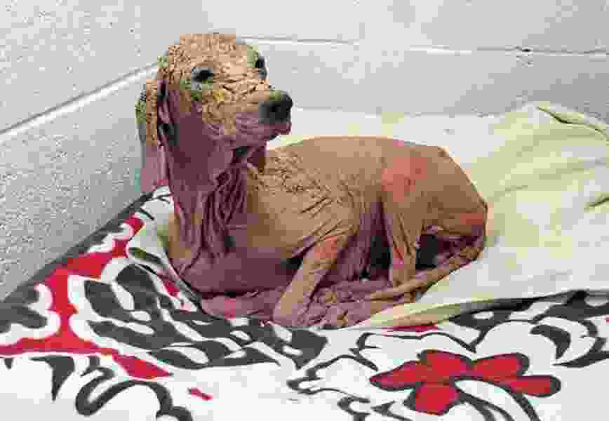 Malnourished dog found in Utah desert is on the mend The Salt Lake