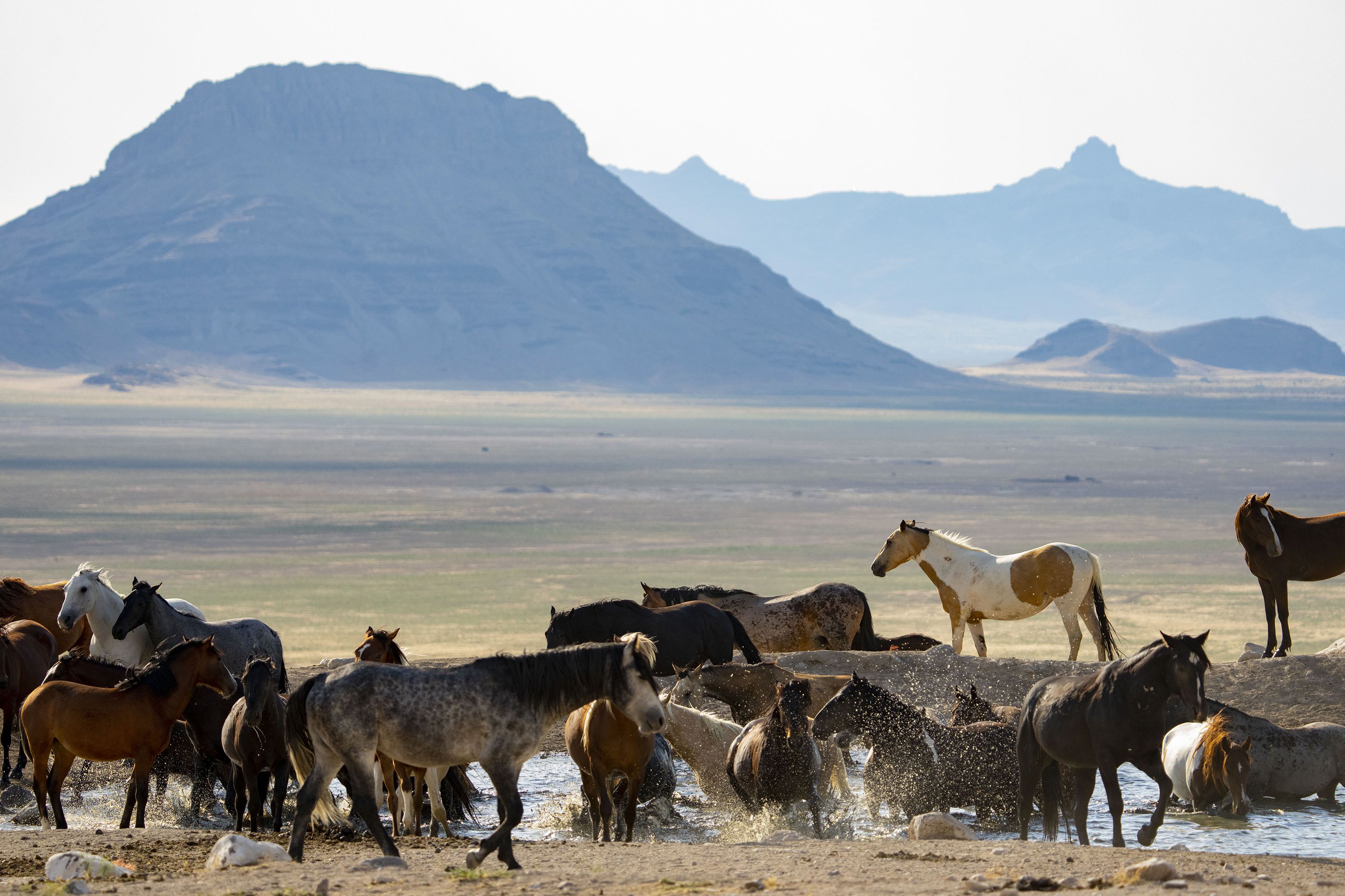 (Rick Egan | The Salt Lake Tribune) Wild horses from the Onaqui wild horse herd gather around Simpson Springs, on Wednesday, July 14, 2021.