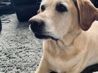 Robert Kirby: Pets and the marks they leave behind