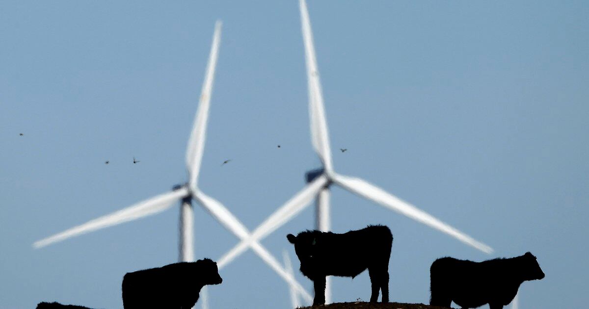 Letter: Cattle make climate change worse - Salt Lake Tribune