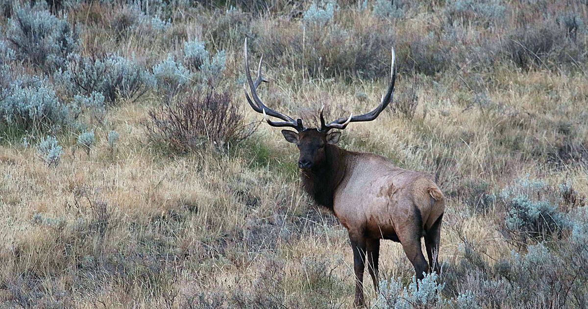 Deadline looming to apply for coveted Utah hunting permit