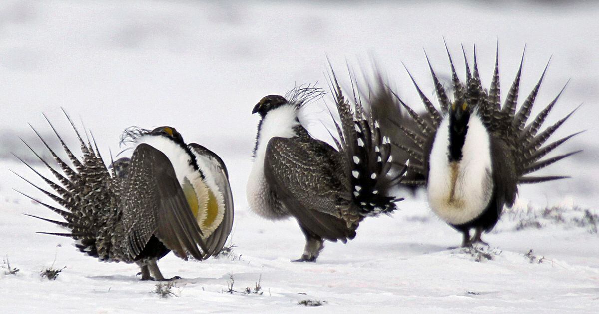 In sage grouse ‘win,’ Utah sees loss (with slideshow)