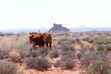 (Grand Canyon Trust) Cattle graze in Valley of the Gods, part of Bears Ears National Monument in southeast Utah. Grazing allotment cover much of the monument, where as many as 40 new water wells are proposed to support the livestock industry.