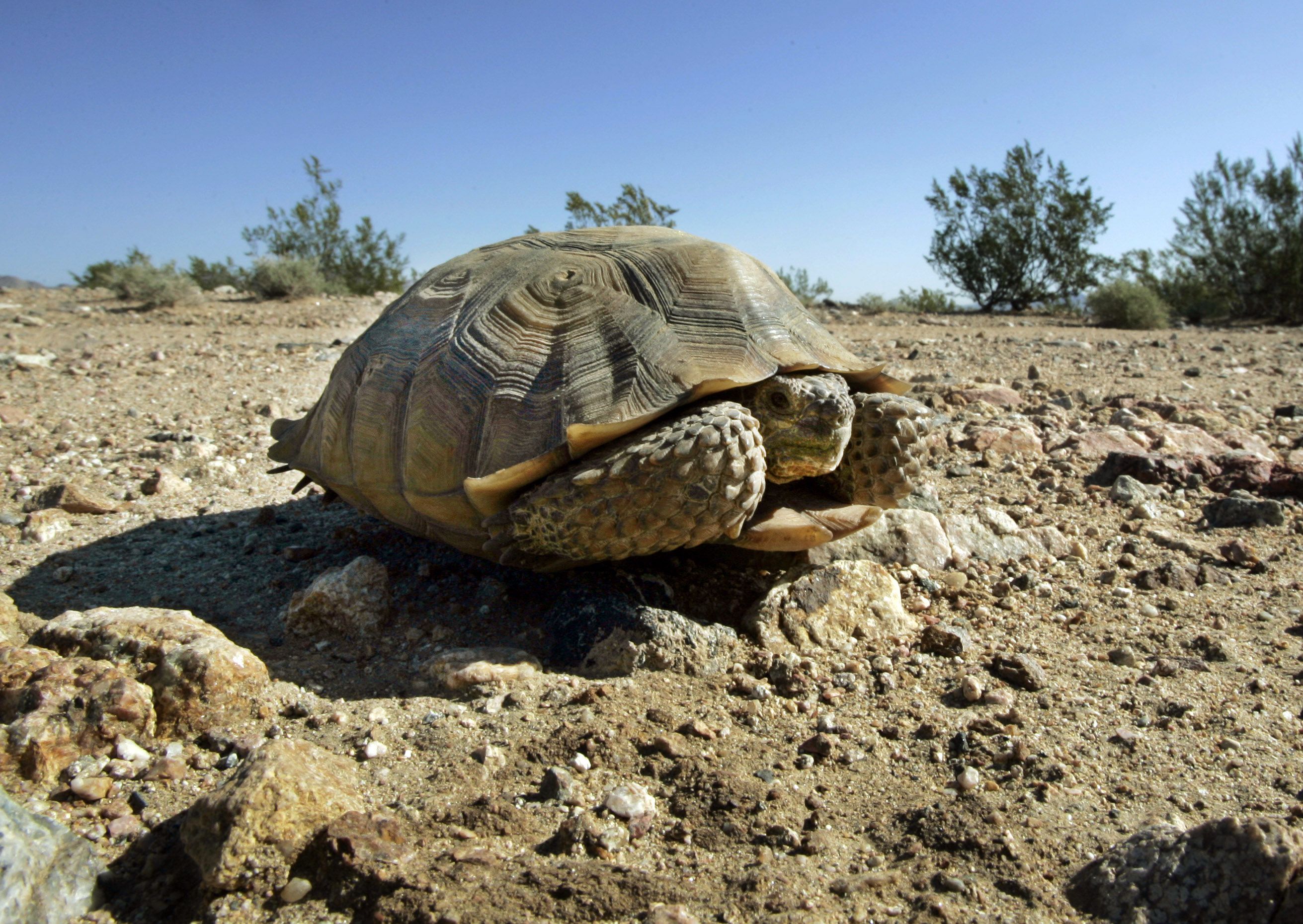 Desert tortoise numbers have dropped by more than 50% at Red Cliffs Desert  Reserve north of St. George