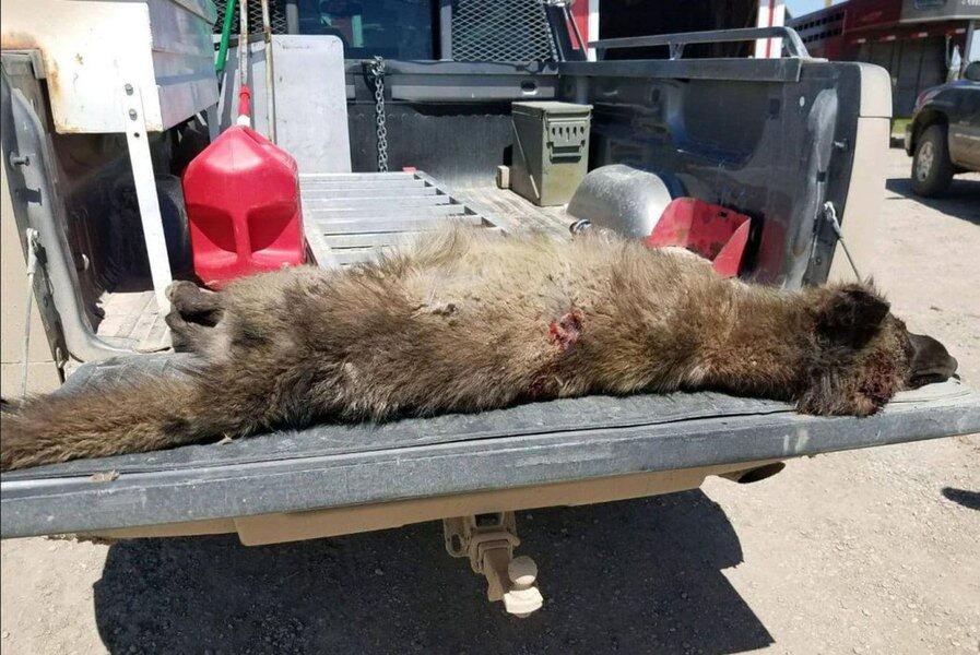 A wolflike creature was stalking livestock in Montana. Authorities have no idea what it is. 