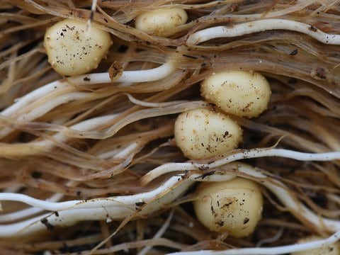 Ancient potato that has survived in the wilds of southern Utah for nearly 11,000 years makes its dinner debut 