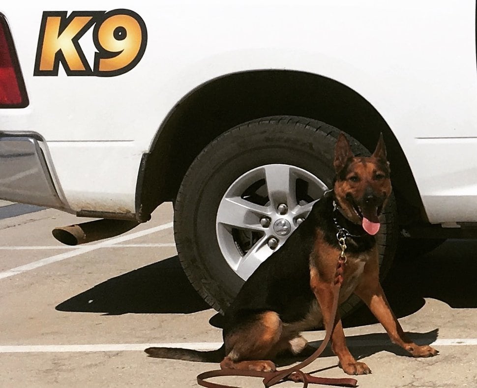 Utah police dog dies after ingesting foxtail grass The Salt Lake Tribune