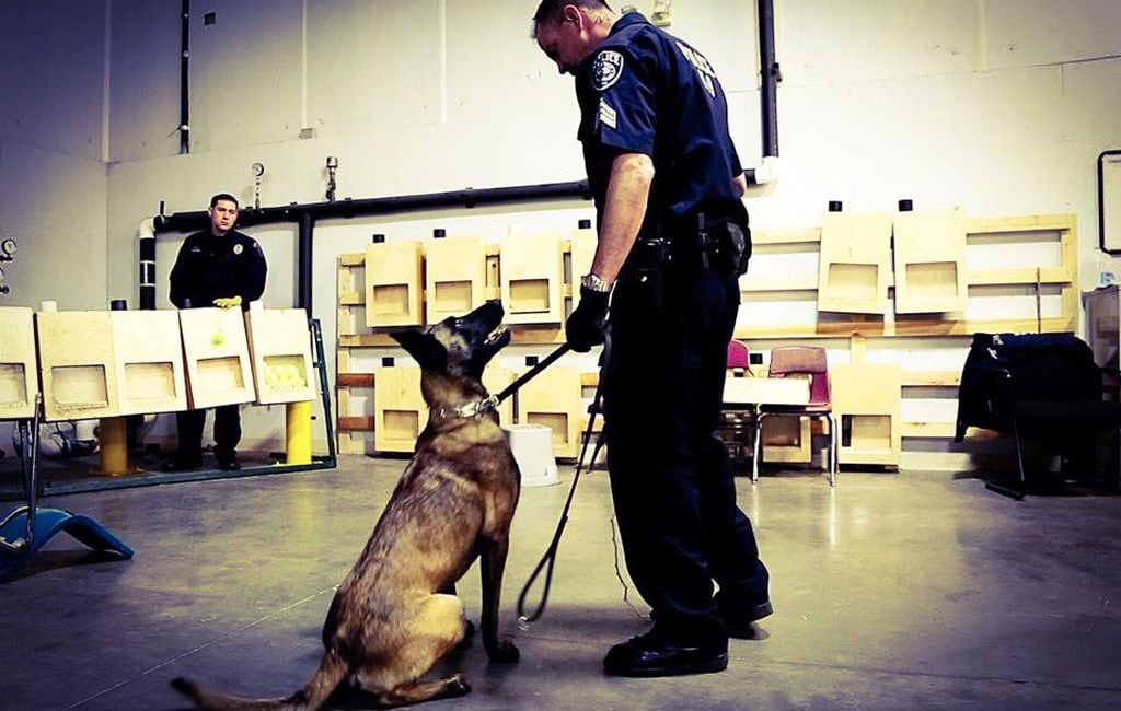 Is It A Felony To Shoot A Dog