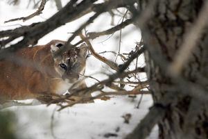 (Francisco Kjolseth  |  The Salt Lake Tribune) A female mountain lion after being captured by scientists in the Oquirrh Mountains in 2011. Wade Lemon, a Utah hunting guide based in Holden, faces felony poaching charges in an alleged fraud perpetrated on Donald Trump Jr. and another client in which the hunters were allegedly duped into thinking their kills were legitimate.