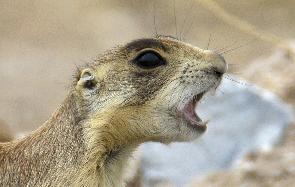 (Rick Bowmer | AP photo)In this Aug. 6, 2015, photo, a prairie dog barks at it's new colony after being trucked some 25 miles away from Cedar City, Utah.