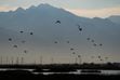 (Francisco Kjolseth | The Salt Lake Tribune) Birds are silhouetted in the morning sun by the Audubon’s Gillmor Sanctuary on the Great Salt Lake's South Shore on Tuesday, Oct. 11, 2022, near the new state prison.