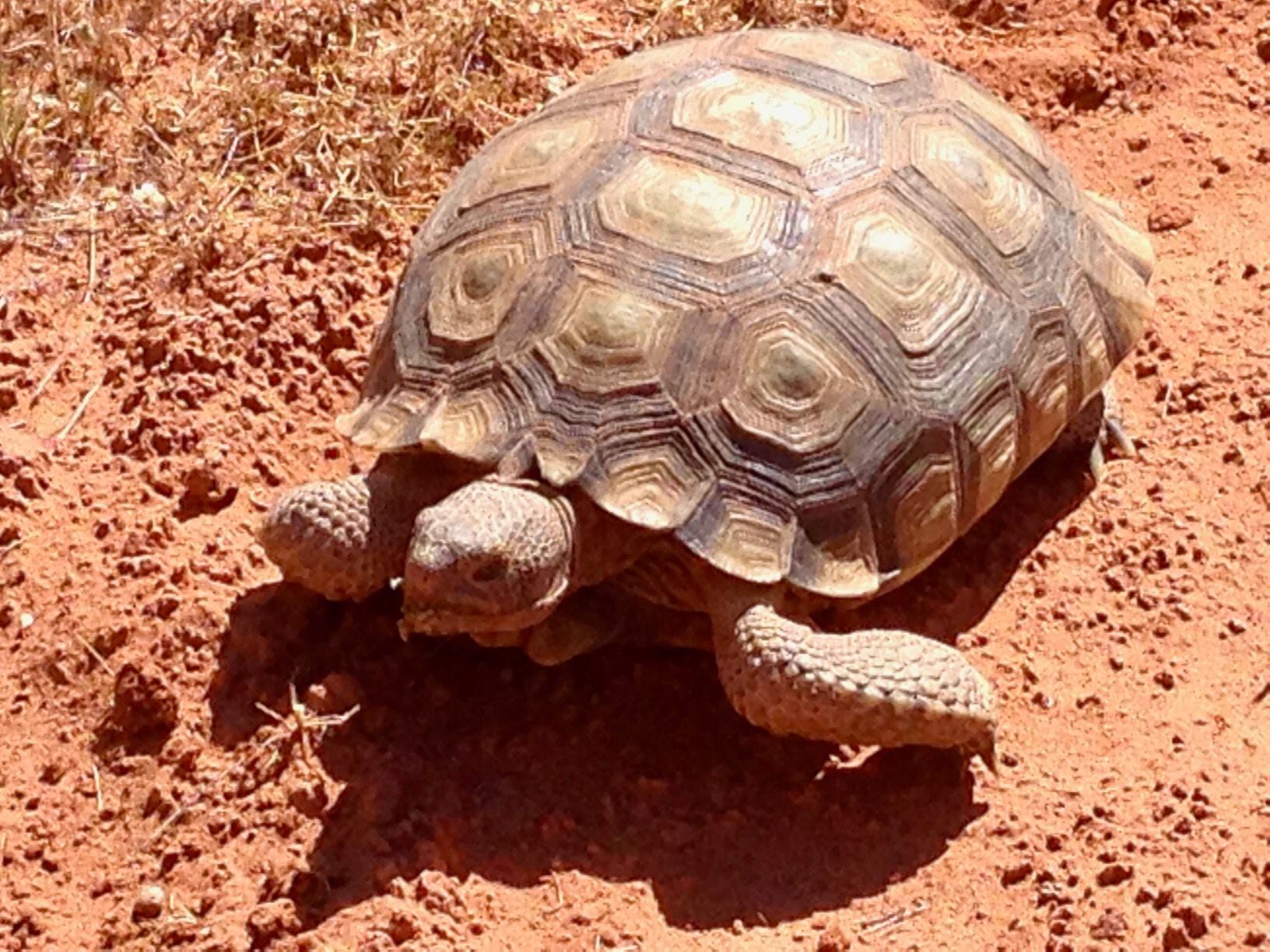 Mojave desert tortoises finding new homes as part of state adoption program