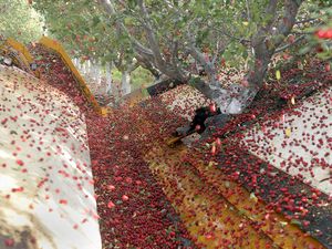 (Al Hartmann  |  The Salt Lake Tribune file photo) Machine shakes pie cherries from trees onto a collector apron at McMullin Orchards in Payson Thursday July 28, 2016.