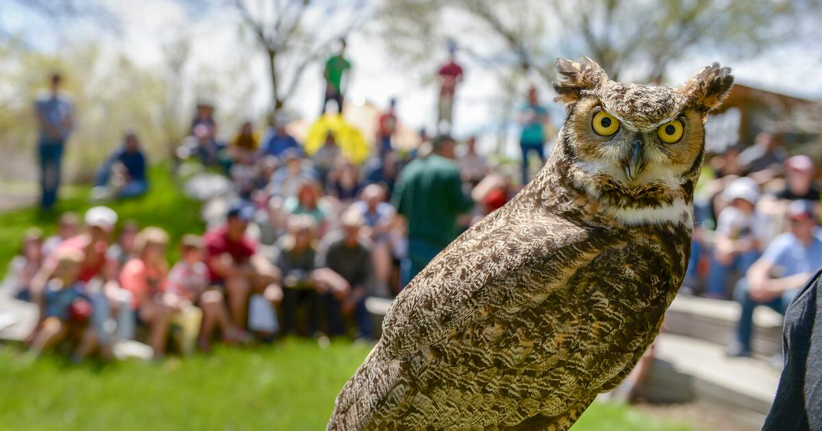 Bird flu killed an owl in Utah and may be spreading. Here’s how to take precautions.