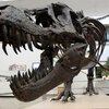 Snapshot of extinction: Fossils show day of killer asteroid