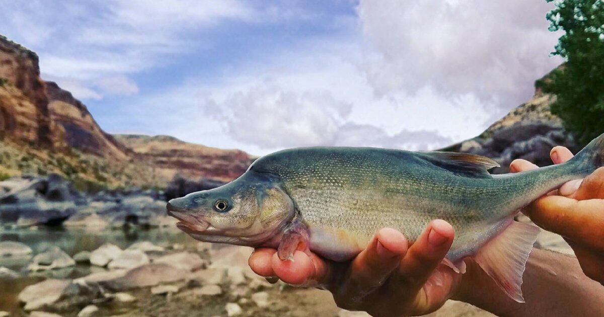How a tiny fish is helping Utah and the West tackle big questions about the Colorado River's future - Salt Lake Tribune