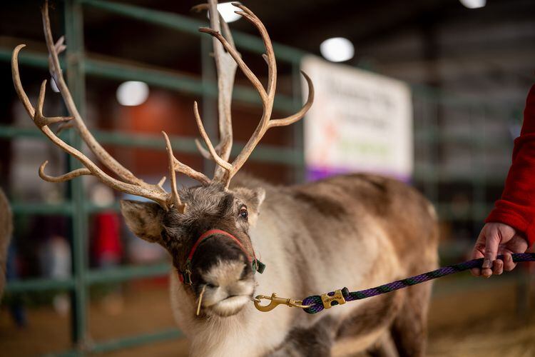 Santa's reindeer get reproduction help from a Utah veterinarian