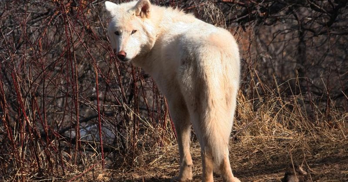 Average Life Span Of A Wolf Wolf Spider