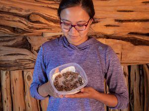 (Dave Showalter) The director of Utah Diné Bikéyah Traditional Foods Program, Cynthia Wilson (Diné), holds potatoes that have grown in Utah for more than 11,000 years.