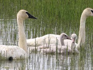 (Phil Douglass, Utah Division of Wildlife Resources) Trumpeter swans.