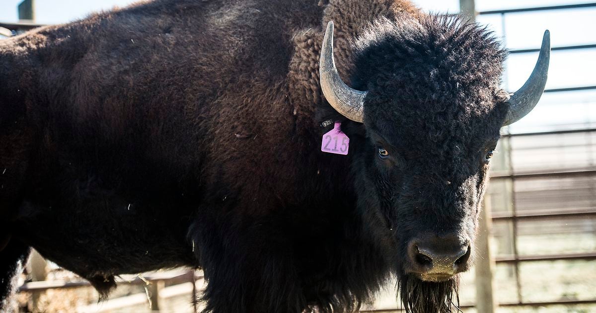 Bison go on the auction block on Antelope Island