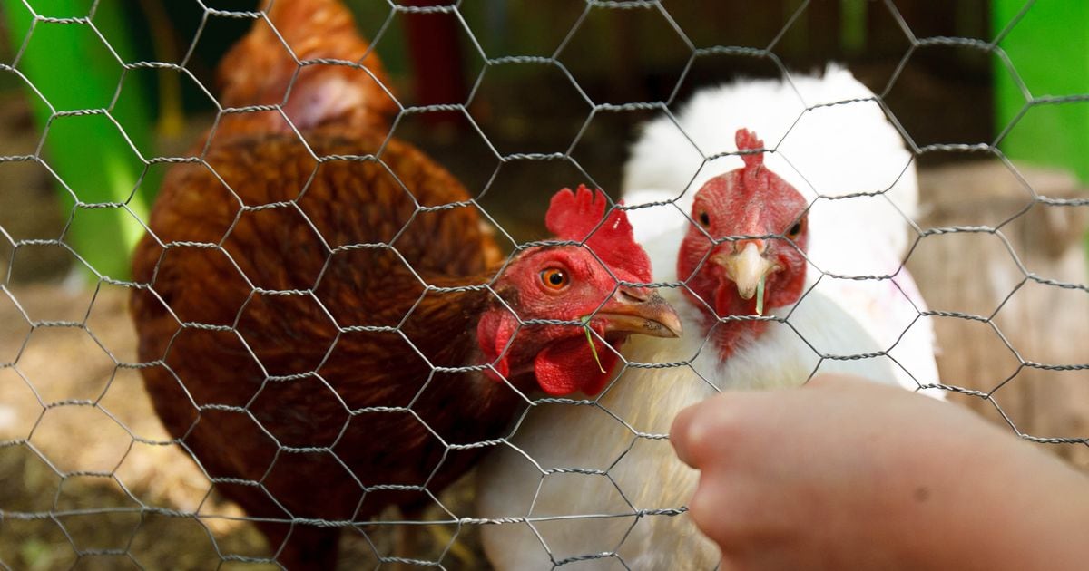 Ogden City Council pass backyard chicken ordinance