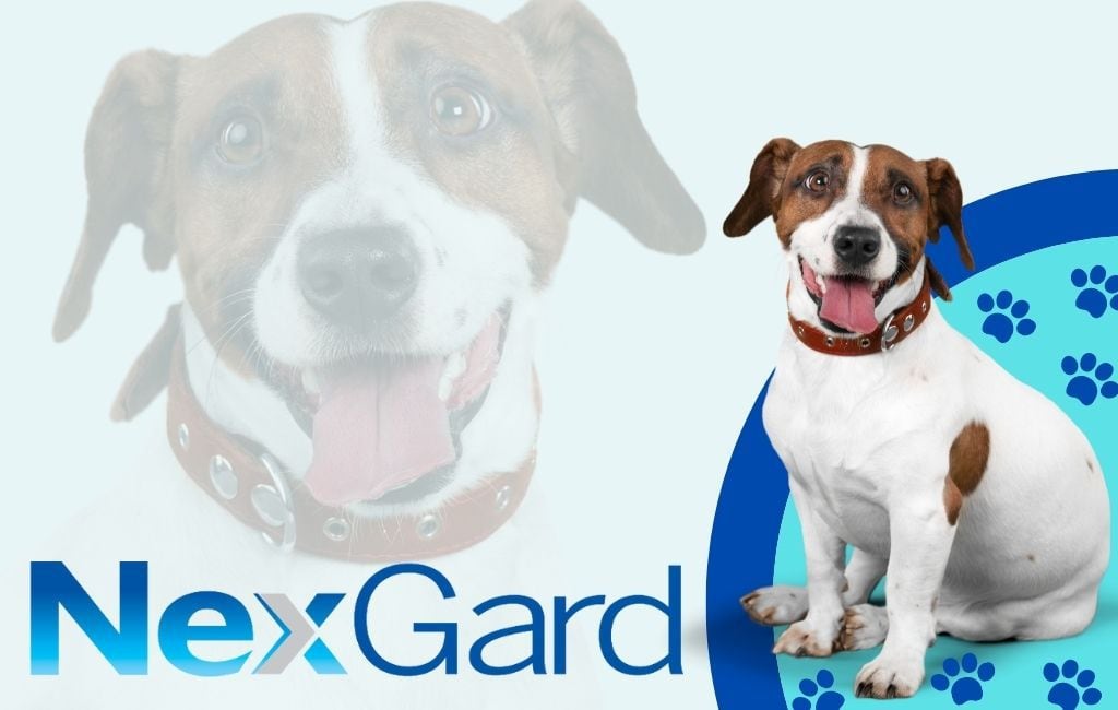 What Are The Side Effects Of Nexgard For Dogs