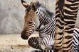 A new baby zebra born at Utah's Hogle Zoo on June 2, 2023, at approximately 7:11 p.m. with mom, Ziva, a 10 year-old Hartmann’s mountain zebra.