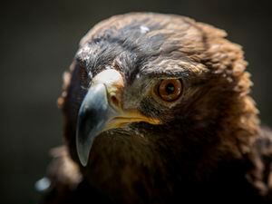 (Benjamin Zack/Standard-Examiner, via AP) This July 6, 2017 photo shows Phoenix, a golden eagle at the Wildlife Rehabilitation Center of Northern Utah, in Ogden. Phoenix survived third-degree burns from a Utah wildfire and a bout with the West Nile virus that left him blind in one eye now has a job as an educational bird at a northern Utah wildlife rehabilitation center.
